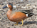 Cinnamon Teal x Blue-winged Teal hybrid